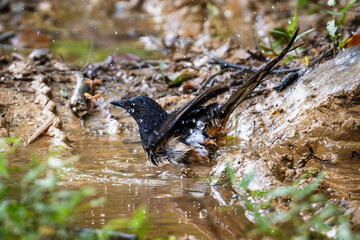White-Rumped Shama: The White-Rumped Shama, scientifically known as Copsychus Malabaricus, is a small bird species belonging to the family Muscicapidae. They are native to South and Southeast Asia.