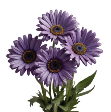 bouquet of purple color flowers isolated on white 