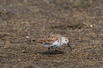 Dunlin Foraging Along the Coastline