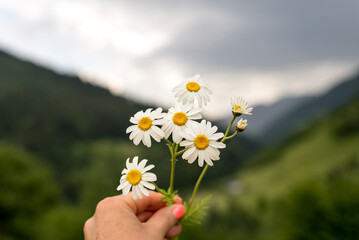 White wild daisies against the backdrop of a mountain landscape. Nature wallpaper