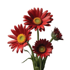red and yellow gerbera flowers isolated on white 