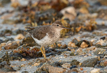 Spotted Sandpiper on a Rocky Beach