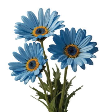 bouquet of blue color daisy flower isolated on white