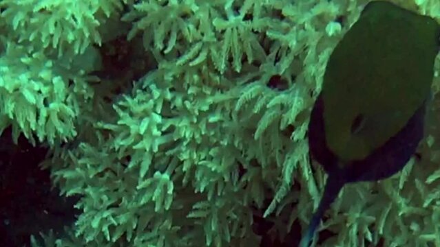 redsea boxfish