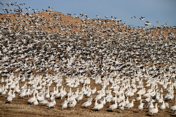 A Massive Flock of Snow Geese During Spring Migration 
