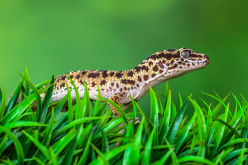 The leopard gecko or common leopard gecko (Eublepharis macularius) is a ground-dwelling lizard native to the rocky dry grassland and desert regions

