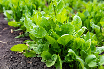 Rows of fresh lettuce salad plants in a garden, ready to be harvested. Early spring and garden...