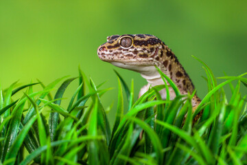The leopard gecko or common leopard gecko (Eublepharis macularius) is a ground-dwelling lizard native to the rocky dry grassland and desert regions


