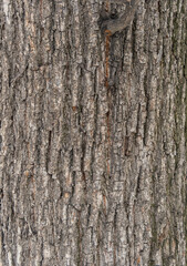 Bark texture and background of a old tree trunk. Detailed bark texture.