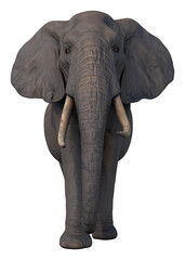 elephant african wild animal hq cutout