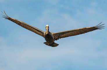 Brown Pelican Soaring above Coastling