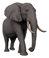 elephant african wild animal hq cutout