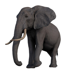 Obraz premium elephant african wild animal hq cutout