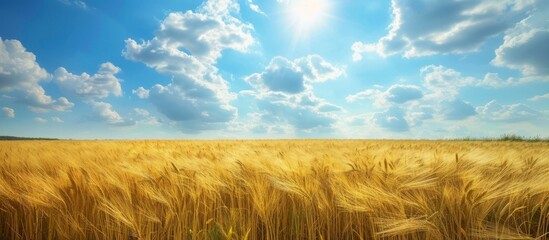A field of wheat swaying in the wind under a cloudy blue sky with the sun peeking through the cumulus clouds in the natural landscape
