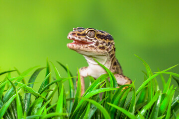 The leopard gecko or common leopard gecko (Eublepharis macularius) is a ground-dwelling lizard native to the rocky dry grassland and desert regions

