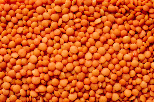 Dry whole red lentils close-up.