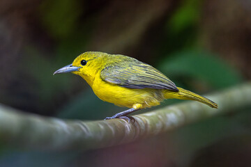 Great Iora: The Great Iora, scientifically known as Aegithina lafres, is a species of bird belonging to the iora family, Aegithinidae. 