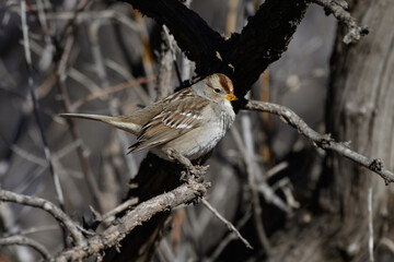 A Juvenile White-crowned  Sparrow Perched on a Branch in Winter