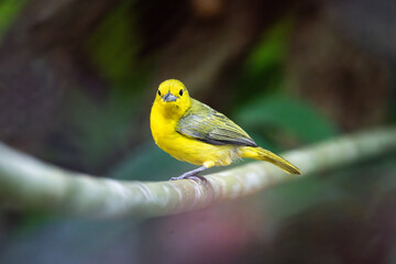 Great Iora: The Great Iora, scientifically known as Aegithina lafres, is a species of bird belonging to the iora family, Aegithinidae. 