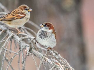 Two Sparrows sits on a branch without leaves.