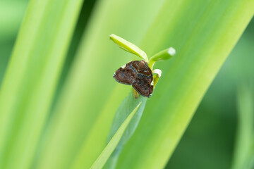 Butterflies are insects in the order Lepidoptera, characterised by their colorful wings and...