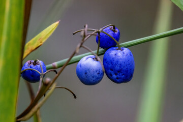 Close up of the fruit of a Blue Quandong tree, also known as the Blue Marble or Blue Fig tree. This fruit is used in Aboriginol cooking and for medicinal purposes - 740921153