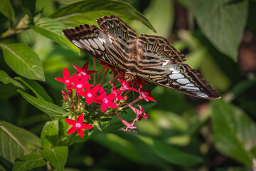 Butterflies are insects in the order Lepidoptera, characterised by their colorful wings and typically delicate appearance. 