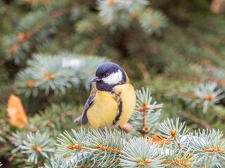 Cute bird Great tit, songbird sitting on the fir branch