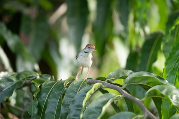 Common Tailorbird (Orthotomus Sutorius)	
