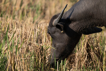 Buffalo: Indian buffalo, also known as the water buffalo, is a large bovid native to the Indian...