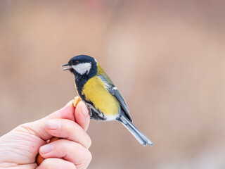 A tit sits on a man's hand and eats seeds.
