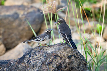 The White-Browed Wagtail, also known as the Large Pied Wagtail, is a bird species found in South Asia.
