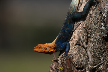 African redhead agama Climbing down a Tree Trunk