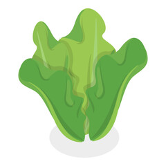 3D Isometric Flat Vector Set of Salad Greens, Leafy Vegetables. Item 5