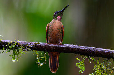 Fawn-breasted Brilliant Perched on a Branch