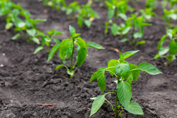 Spring seedlings. Low sprouts of peppers plants grown at home in vegetables garden in the early...
