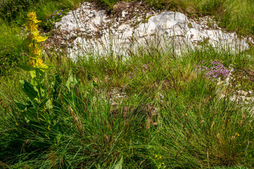 A marmot hiding in the grass.
