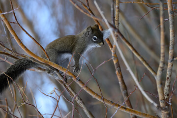 Pine squirrel holding onto a Tree Branch