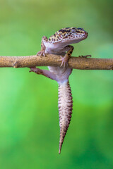 The leopard gecko or common leopard gecko (Eublepharis macularius) is a ground-dwelling lizard...