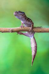 The leopard gecko or common leopard gecko (Eublepharis macularius) is a ground-dwelling lizard...