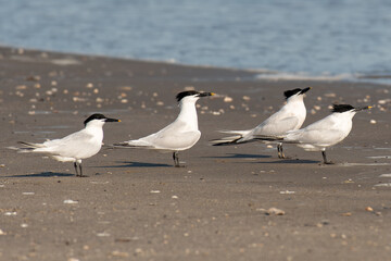 A Small Flock of Sandwich Terns on the Beach