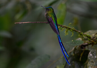 Violet-tailed Sylph Perched on a Branch
