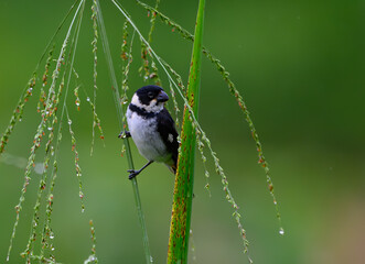 Wing-barred Seedeater in the Mindo Cloud Forest