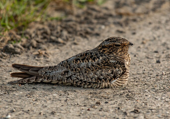 Common Nighthawk Resting at the Side of a Country Road