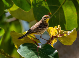 Palm Warbler on a Spring Morning