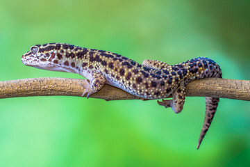 The leopard gecko or common leopard gecko (Eublepharis macularius) is a ground-dwelling lizard...