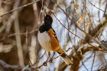 Spotted Towhee Eating From Tree