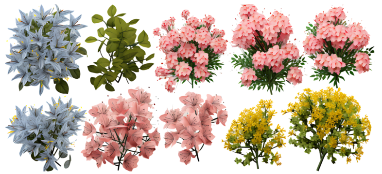 Isolate beautiful Kalmia latifolia,Lewisia Brachycalyx,Lilium,Linum perenne,Meconopsis betonicifolia flowers colours set on transparent backgrounds from top view