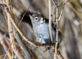 A Pine Squirrel in a Bush during Winter © Kerry Hargrove