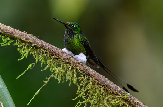White-booted Racket-tail in the Mindo Clooud Forest
